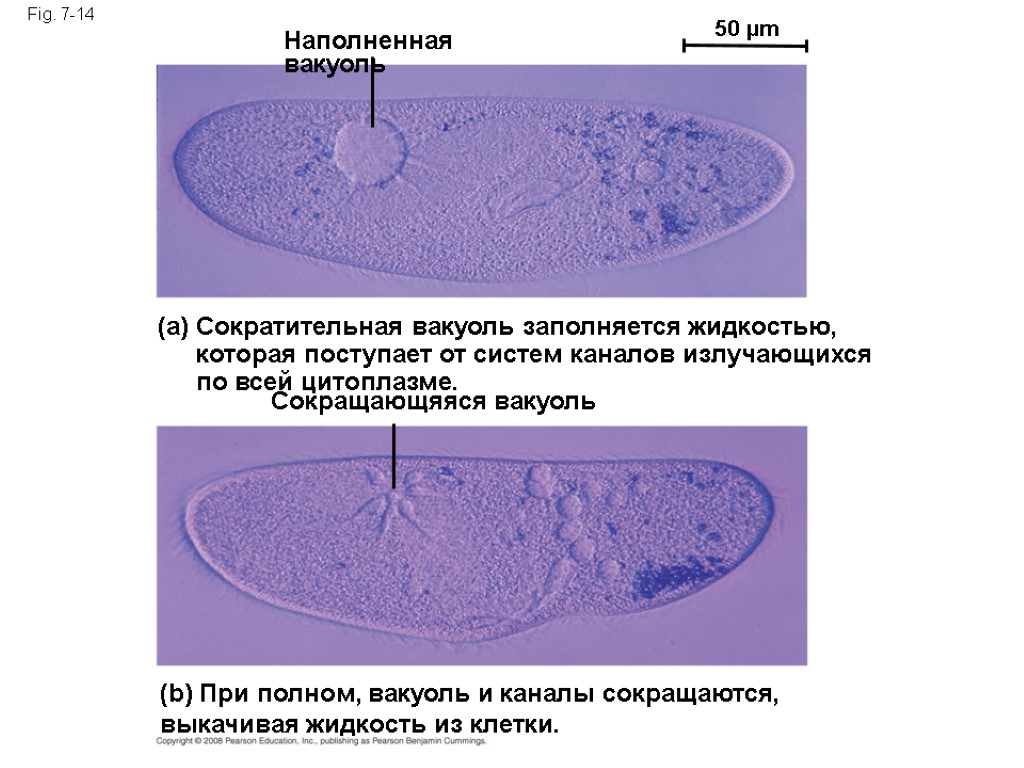 Fig. 7-14 Наполненная вакуоль 50 µm Сократительная вакуоль заполняется жидкостью, которая поступает от систем
